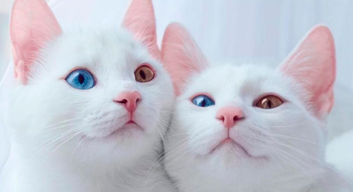 Порода као мани: снежная кошка из Таиланда
