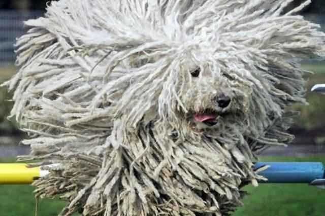 Подробное описание венгерской овчарки гвардейской породы Командор