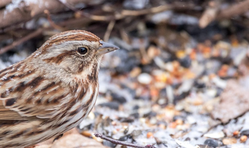 птенцы воробьев
