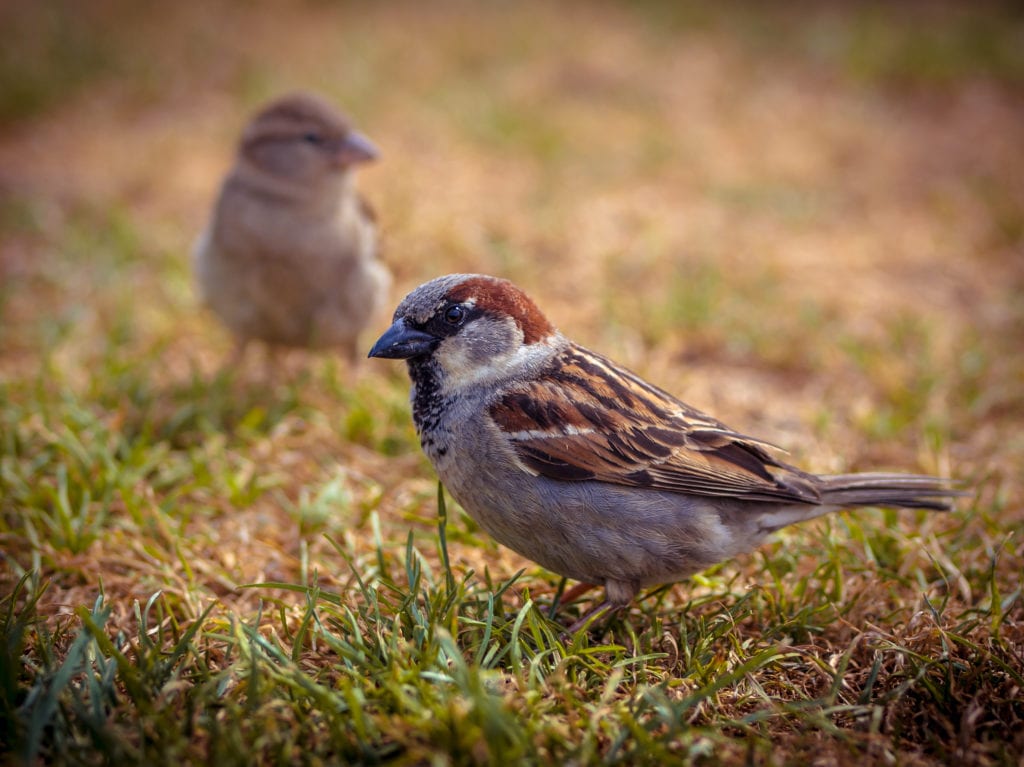 воробей птица