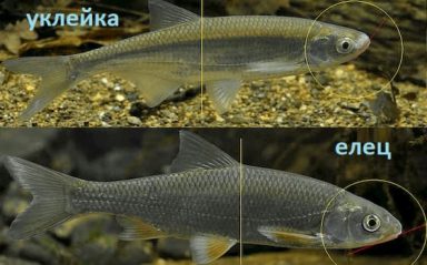 Как выглядит, где водится рыба елец и на что ловится