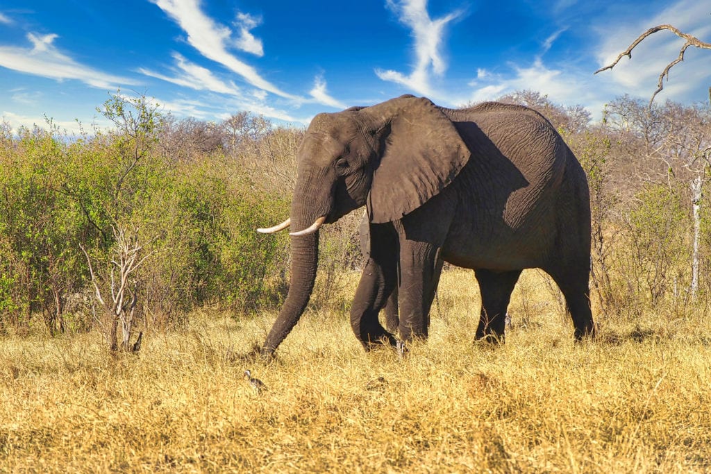 характеристика слона