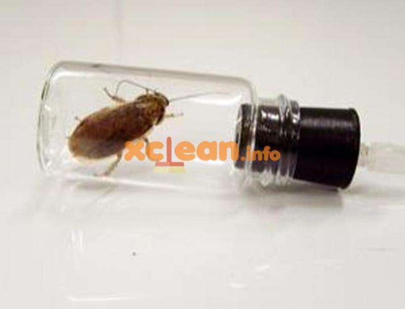 Избавиться от черных тараканов в квартире можно несколькими способами таракан в ловушке