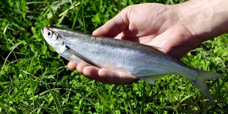 Fiskesabel, foto og beskrivelse