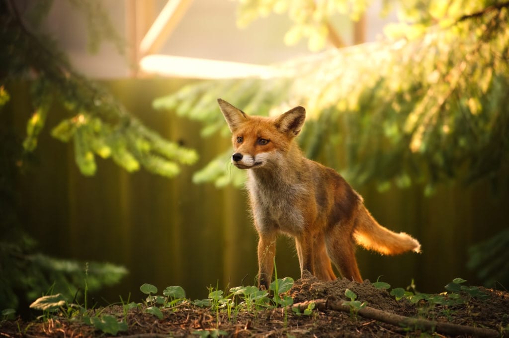 среда обитания лисы среда обитания лисы