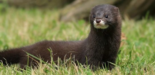 хонорик – фото 4