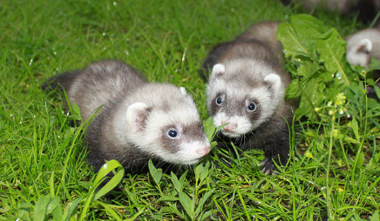 хонорик – фото 7