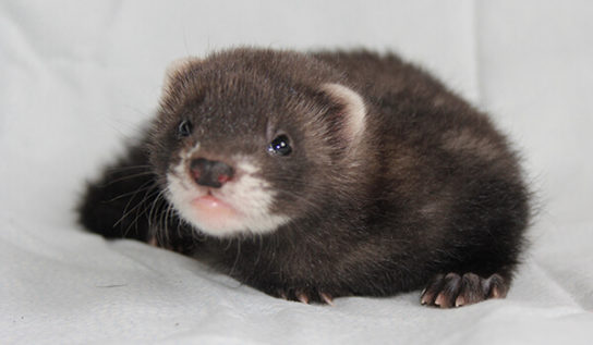 хонорик – фото 8