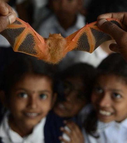 Среда обитания летучей мыши: где живет, приспособленность