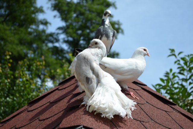 В России голубеводство начало развиваться в 16 веке