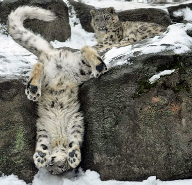Снежный барс: как животное адаптируется к условиям среды