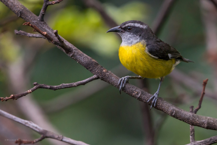 Банановый певун