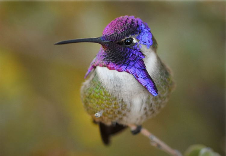 Калипта Коста