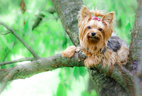Йорки на дереве