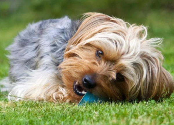 Йорки на траве