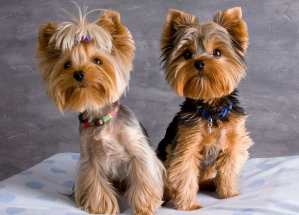 Йорки мальчик и девочка
