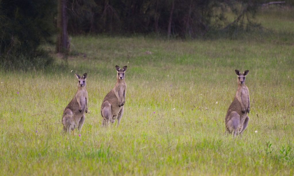 кенгуру среда обитания кенгуру среда обитания