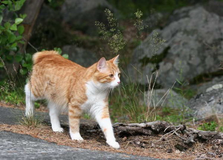 Карельский бобтейл