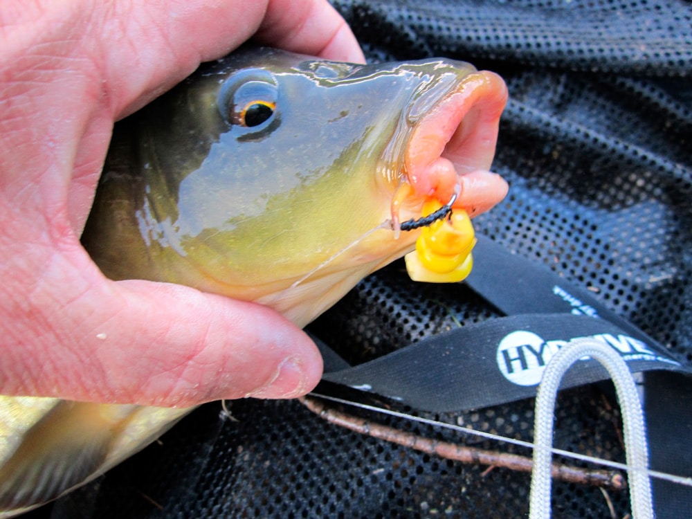 Ловля карпа летом в июне, в июльскую жару и в августе
