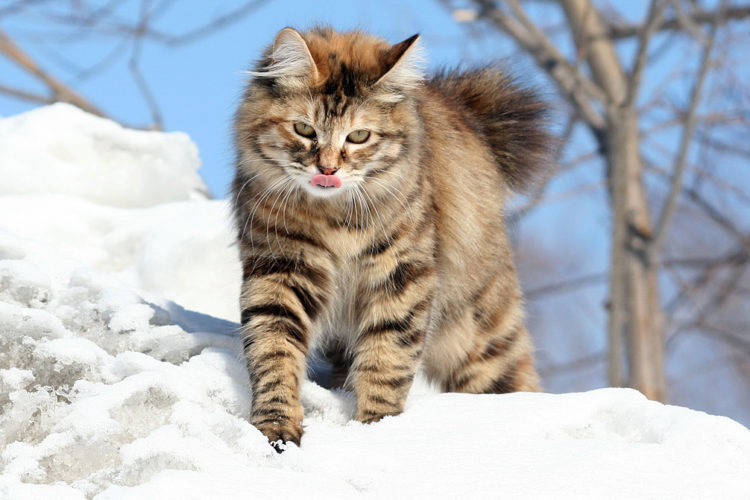 Курильский бобтейл