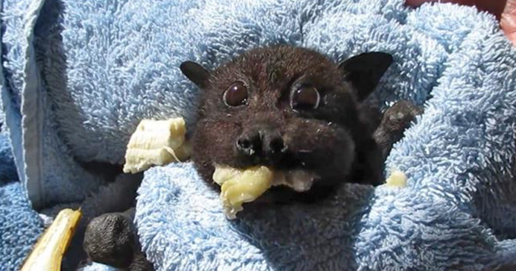 Среда обитания летучей мыши: где живет, приспособленность