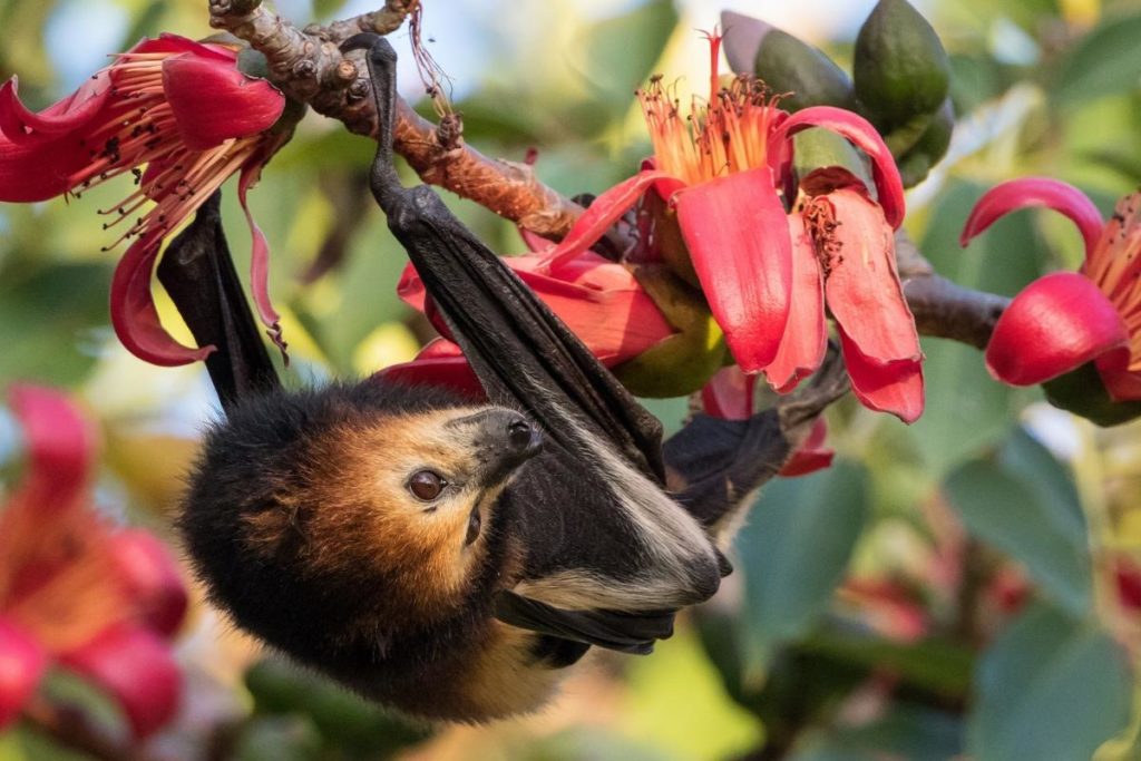 Летучие мыши - описание, где обитают, чем питаются, интересные факты