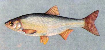 Как выглядит, где водится рыба елец и на что ловится