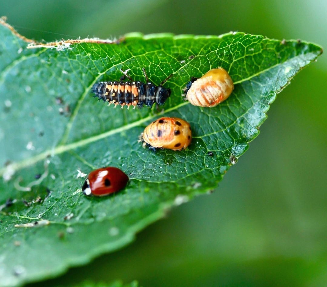 Стадии развития божьей коровки: взрослая особь, личинка, куколка