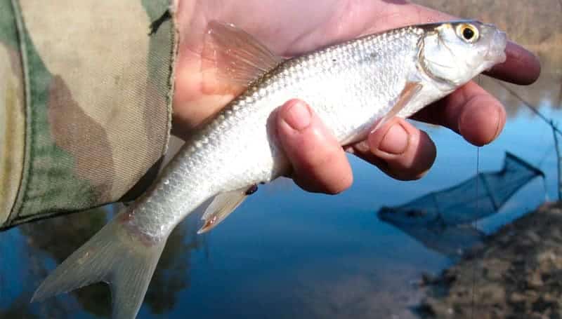 Как выглядит, где водится рыба елец и на что ловится