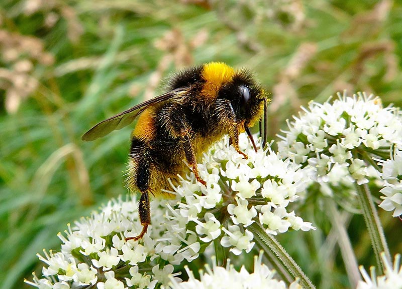 Шмель луговой (Bombus pratorum)