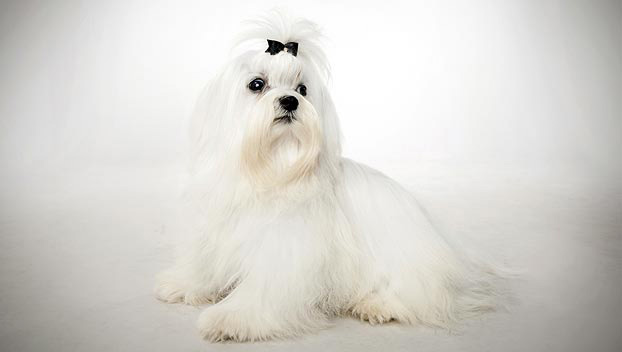 Мальтийский Болтон