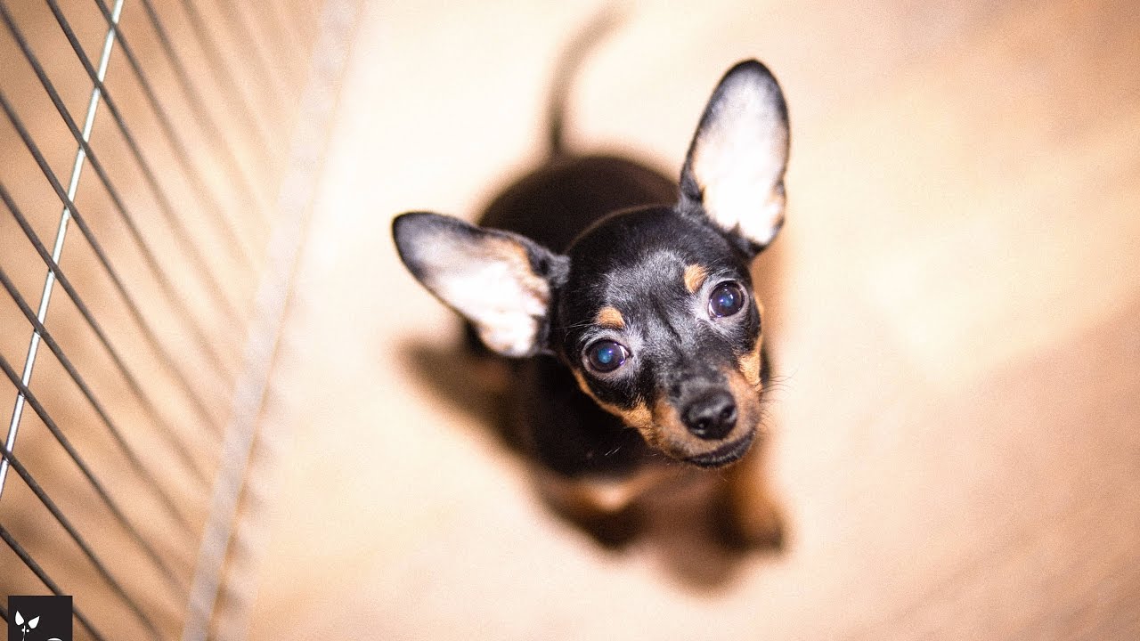 пражский крысарик 