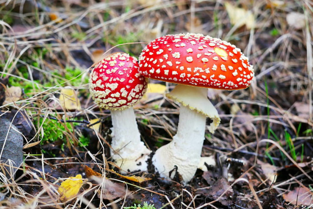 Лось: описание животного, особенности, виды, образ жизни