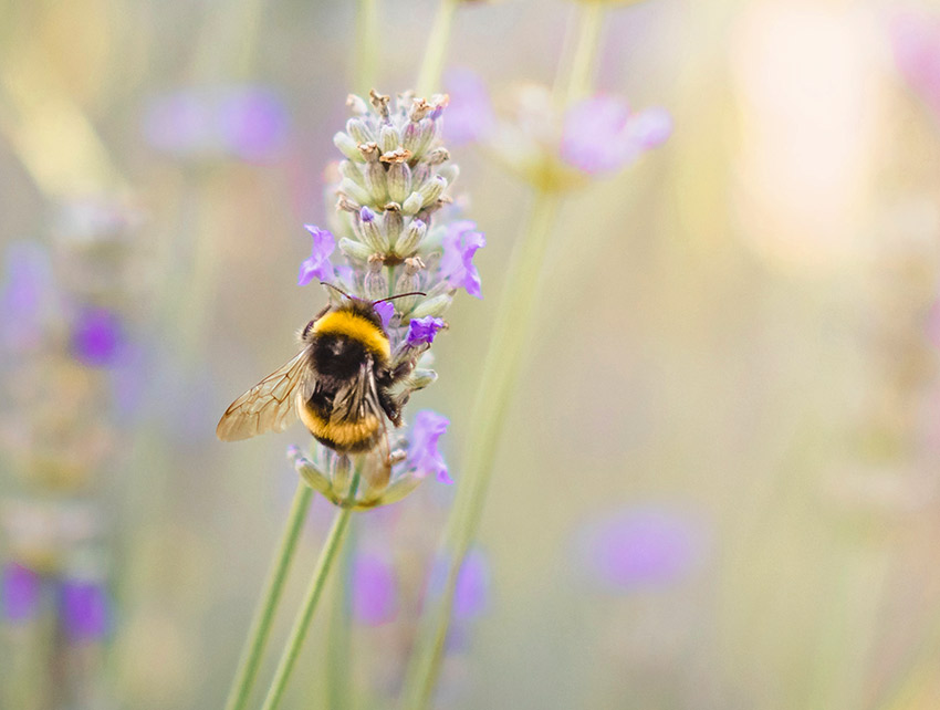 Шмель — описание насекомого, образ жизни, питание, размножение и образ жизни