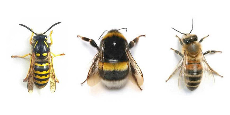 Отличия шмелей от ос и пчел
