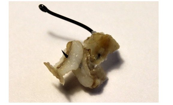 Ловля карпа летом в июне, в июльскую жару и в августе