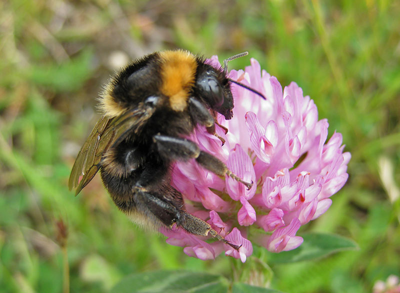Шмель подземный (Bombus subterraneus)