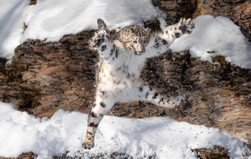 Снежный барс: как животное адаптируется к условиям среды