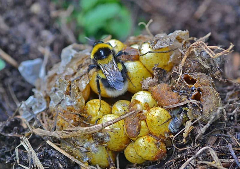 Разведение хмеля (щенки)