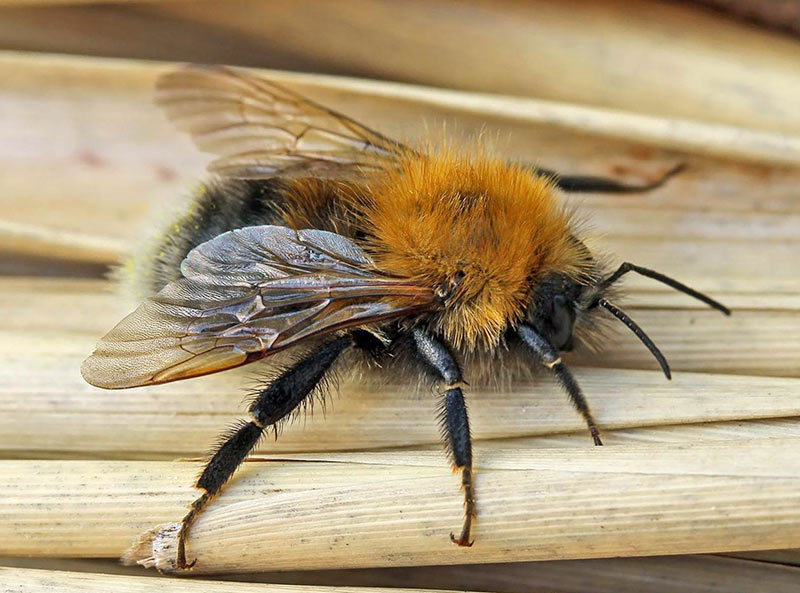 Городской шмель (Bombus hypnorum)