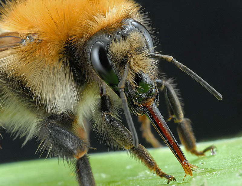 Шмель - макрофото (хоботок)