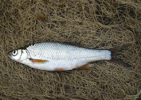Как выглядит, где водится рыба елец и на что ловится