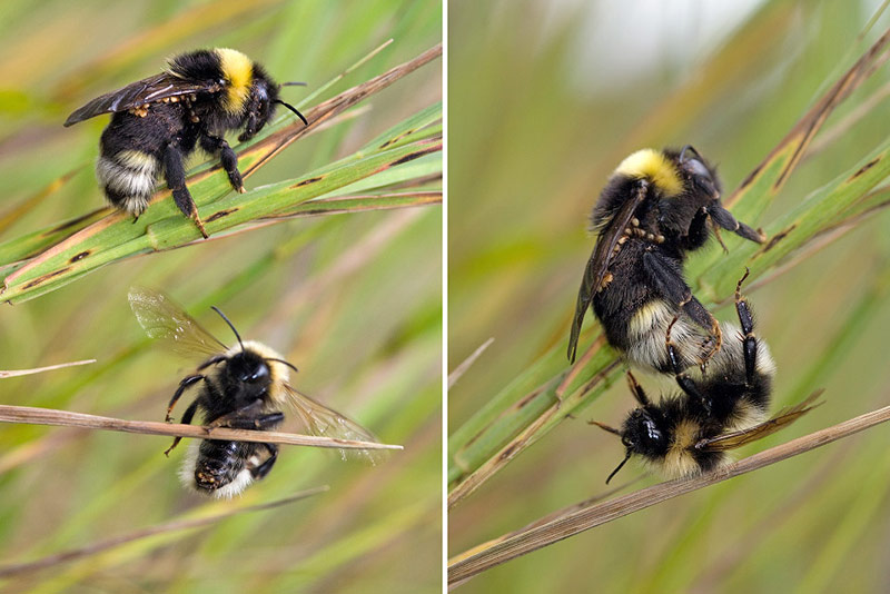 Спаривание прыжков