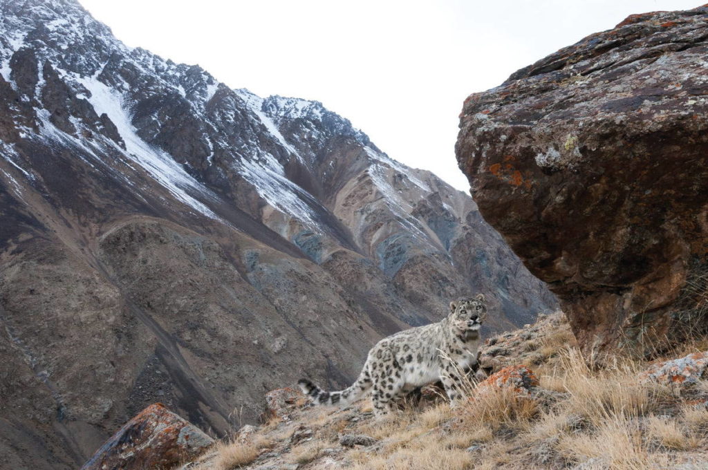 Снежный барс: как животное адаптируется к условиям среды