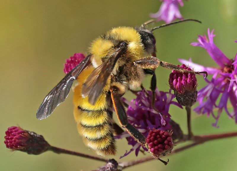 Шмель степной (Bombus fragrans)
