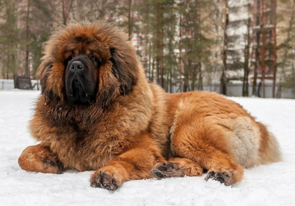Тибетский мастиф