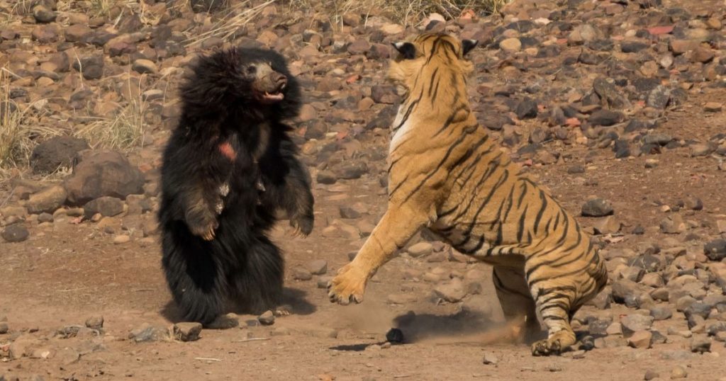 Тигр: все самое интересное о его повадках, образе жизни