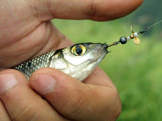 Как выглядит, где водится рыба елец и на что ловится