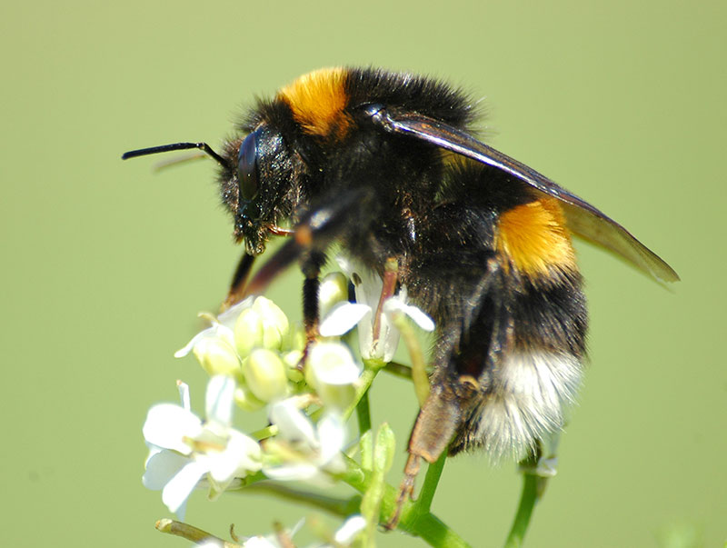 Земляной шмель (Bombus terrestris)