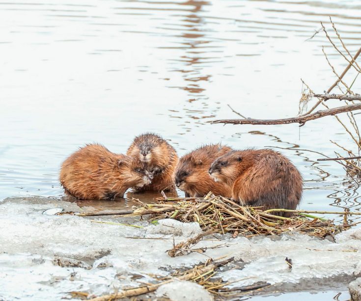 Ондатра: описание, мех